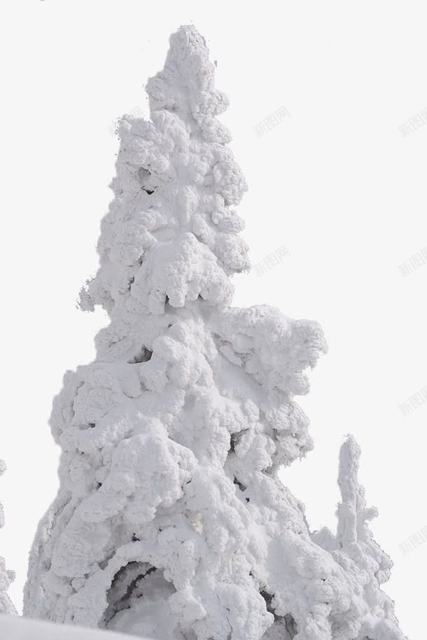 覆盖着积雪的松树png免抠素材_新图网 https://ixintu.com 树 白色 积雪 雪景