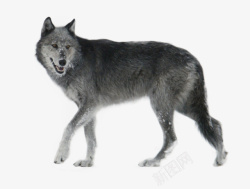 嵴兽实体动物狼回头咧嘴高清图片