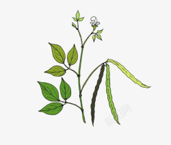 卡通绘画一个开花结果的绿豆植物素材