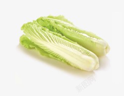 白菜素材