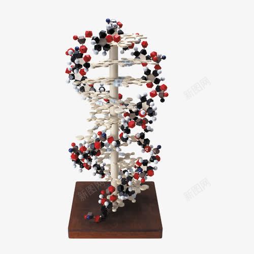 基因链模型png免抠素材_新图网 https://ixintu.com DNA 基因链 教学工具 模型