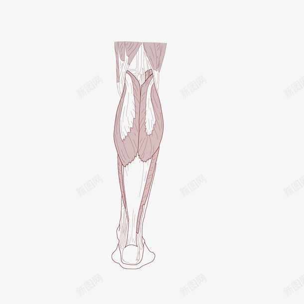 手绘大腿肌肉矢量图ai免抠素材_新图网 https://ixintu.com AI免抠图 人体肌肉 卡通肌肉 平面设计 手绘肌肉 矢量文件 肌肉线条 矢量图