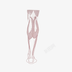 线条人体手绘大腿肌肉矢量图高清图片