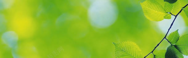 树叶背景jpg设计背景_新图网 https://ixintu.com 春天 春季 树叶 树枝 海报背景 绿意 绿色