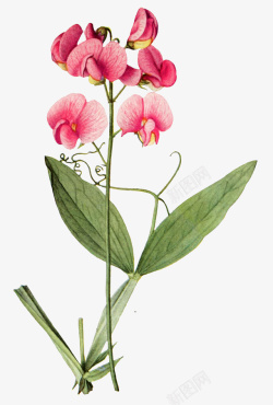植物图谱手绘红色蝴蝶兰高清图片