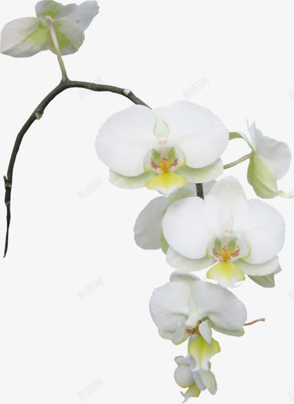 白色花朵栀子花装饰png免抠素材_新图网 https://ixintu.com 栀子花 白色 花朵 装饰
