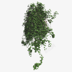 叶子满墙绿色垂吊植物一簇绿色藤蔓垂吊植物高清图片