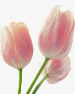 郁金香花苞粉色的花朵高清图片
