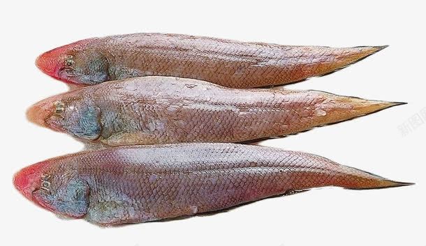 三条冰冻的舌头鱼png免抠素材_新图网 https://ixintu.com 海鲜 舌头鱼 装饰 鱼类