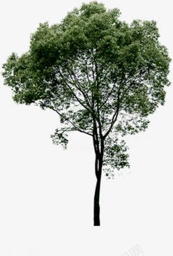 绿色单独大树png免抠素材_新图网 https://ixintu.com 单独 大树 绿色 设计