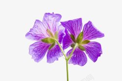 紫色天竺葵两朵天竺葵高清图片