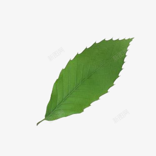 绿色叶子png免抠素材_新图网 https://ixintu.com 单独一片 叶子 带纹路的叶子 绿色