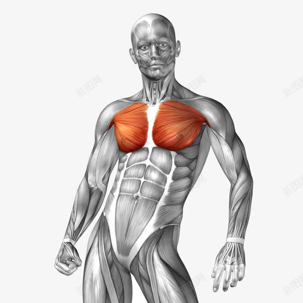 男人身体模型png免抠素材_新图网 https://ixintu.com 3d男人身体模型 人体组织 医疗科学 男性躯体 肌肉 腰部
