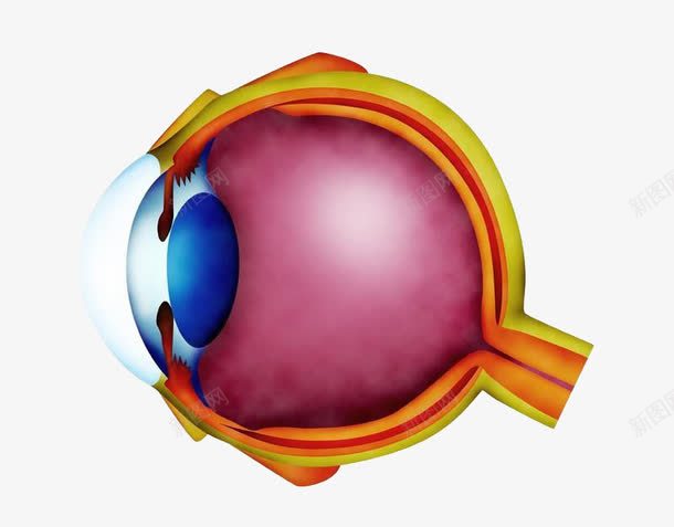 眼睛内部构造图png免抠素材_新图网 https://ixintu.com 构造图 爱护眼睛 眼睛内部 眼科医院