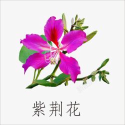 紫荆紫荆花高清图片