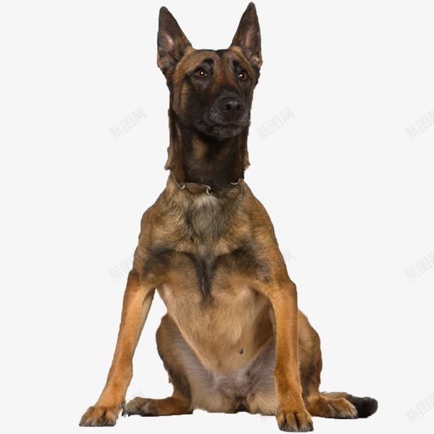 望着远方的狗png免抠素材_新图网 https://ixintu.com 坐着的狗 灰色狗 竖着耳朵 远望的狗