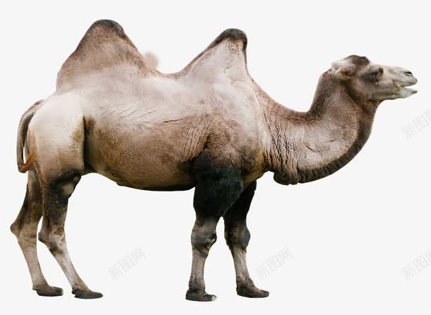 一带一路骆驼png免抠素材_新图网 https://ixintu.com 一带一路 丝绸之路 交通 骆驼 骆驼科生物