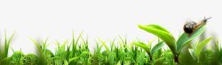 绿色植物小嫩芽绿色植物小嫩芽高清图片