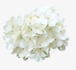 白色一束花洁白小樱花高清图片