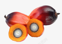 成熟的棕榈果果实素材