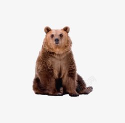 坐着的棕熊坐着的大狗熊高清图片