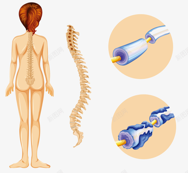 人体脊柱脊椎矢量图eps免抠素材_新图网 https://ixintu.com 人体脊椎 矢量脊椎 脊柱 脊椎 脊椎PNG 矢量图