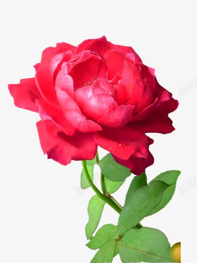 鲜红的月季花png免抠素材_新图网 https://ixintu.com 植物 红色 芬芳 花朵