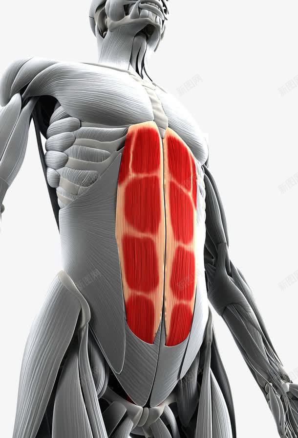 人体腹部肌肉解析png免抠素材_新图网 https://ixintu.com 人体结构 医学 肌肉 腹部