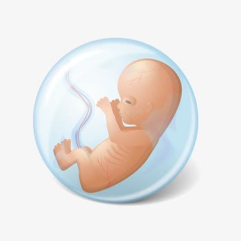 胎儿png免抠素材_新图网 https://ixintu.com 人体 内部结构 医学 怀孕 胚盘