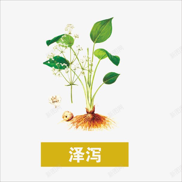 泽泻png免抠素材_新图网 https://ixintu.com 中药 本草纲目 草药 药材