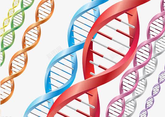 生物DNApng免抠素材_新图网 https://ixintu.com DNA双螺旋结构图片 医疗 基因检测 螺旋 遗传物质