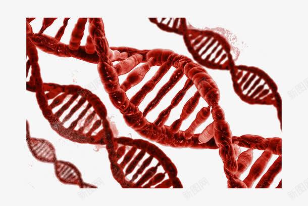 红色血液基因png免抠素材_新图网 https://ixintu.com DNA 基因 红色血液 螺旋桨