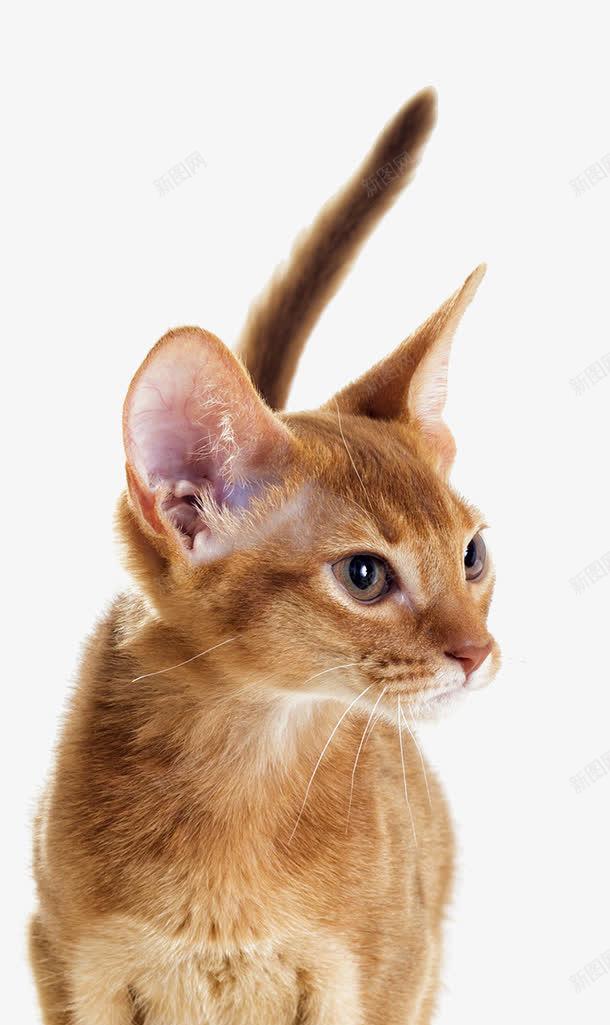 黄色小奶猫png免抠素材_新图网 https://ixintu.com 可爱的小动物 猫 猫眼 猫科动物 黄色猫咪