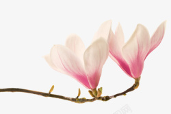 植物萌芽粉红色带香味玉兰花瓣实物高清图片