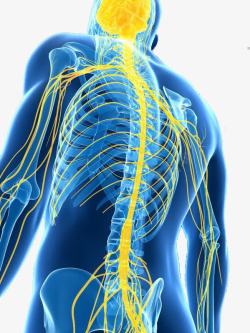 背神经阻断人体神经系统演示图背侧面高清图片