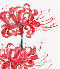 中国风红花素材