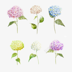 六种颜色绢花手绘绣球花矢量图高清图片