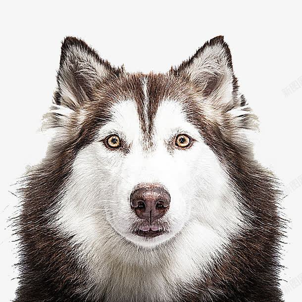 哈士奇摄影png免抠素材_新图网 https://ixintu.com 动物世界 动物摄影 哈士奇狗 生物世界 陆地动物 雪橇犬