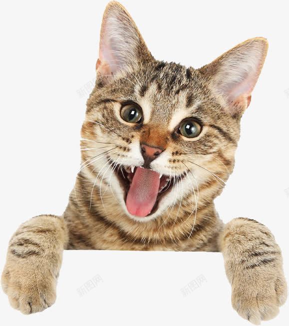 吐舌头的猫png免抠素材_新图网 https://ixintu.com 动物 吐舌头 宠物 猫