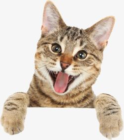 吐舌的猫吐舌头的猫高清图片