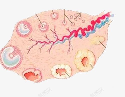 卵巢png免抠素材_新图网 https://ixintu.com 卡通 卵巢 器官 素材
