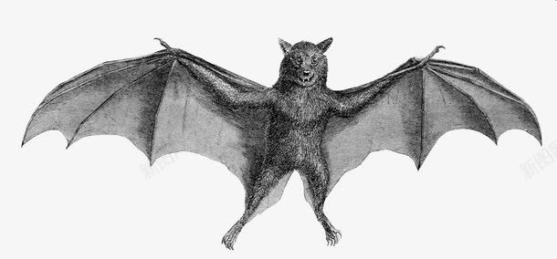 蝙蝠声波探测png免抠素材_新图网 https://ixintu.com 动物 声波探测 蝙蝠 雷达扫描