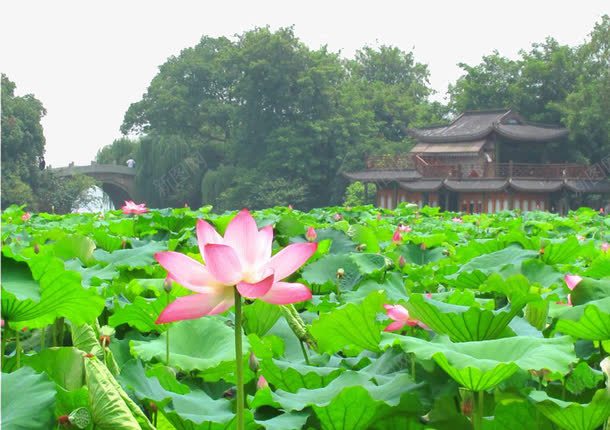 曲院风荷景区png免抠素材_新图网 https://ixintu.com 旅游景区 曲院风荷景区 杭州曲院风荷 著名景点