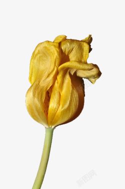 郁金香花骨朵黄色的花儿高清图片