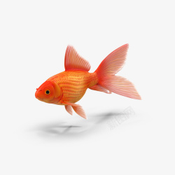 橙色小鱼一条黄色金鱼高清图片