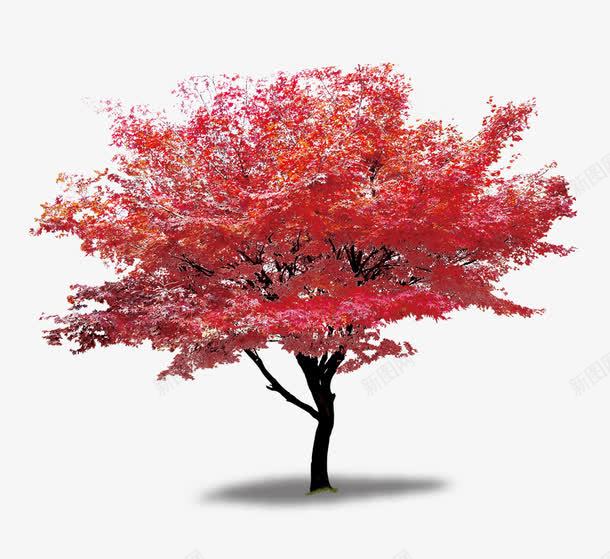 红色枫树png免抠素材_新图网 https://ixintu.com 枫叶 枫树 树 树叶 红色