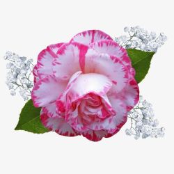 粉白花一朵粉白色的山茶花和满天星配图高清图片
