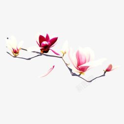 水仙花素材兰花高清图片