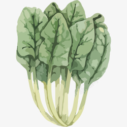 一棵菠菜手绘一棵绿色菠菜高清图片