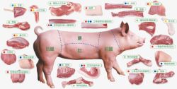 猪肉分类金锣冷鲜肉高清图片